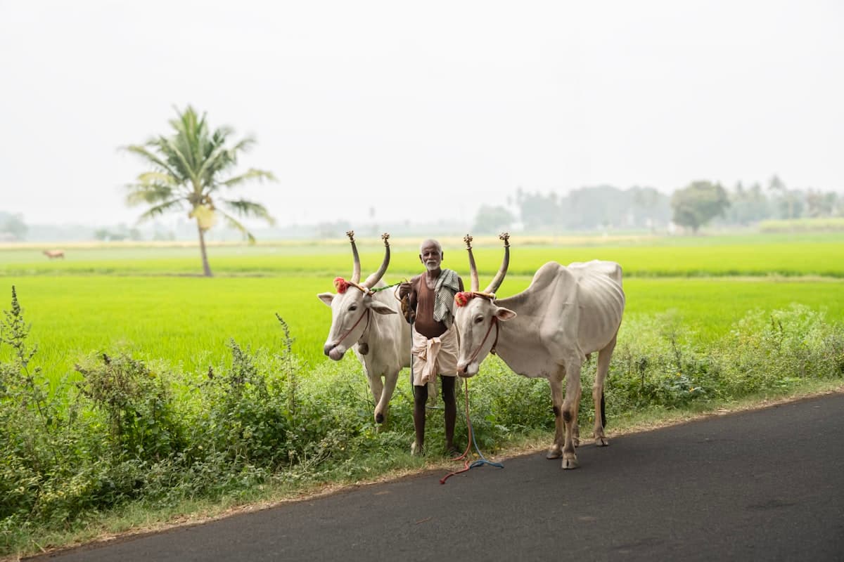 Agricultural Land Disputes: Why They Often Start at the Revenue Office, Not Court